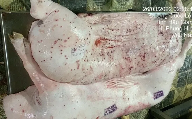 Người "tố" Công ty C.P chế biến lợn, gà bệnh để bán ra thị trường nói, đang tiếp tục gửi đơn đến các cơ quan chức năng