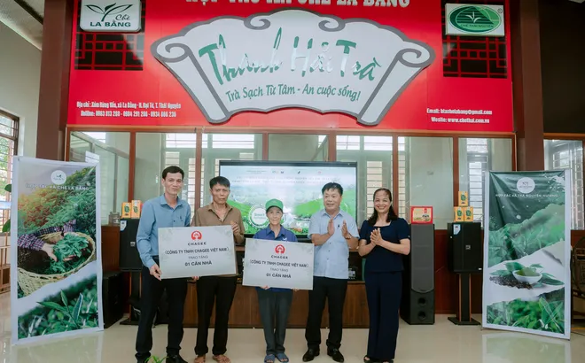 Thái Nguyên: Người dân trồng chè ở La Bằng với niềm vui an cư