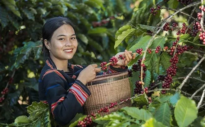 Cà phê Việt: Từ xuất khẩu nguyên liệu đến chinh phục giá trị toàn cầu